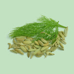 Frischer Fenchel mit Samen – Grundlage für die hochwertigen SPINTZ Bio Fenchelsamen