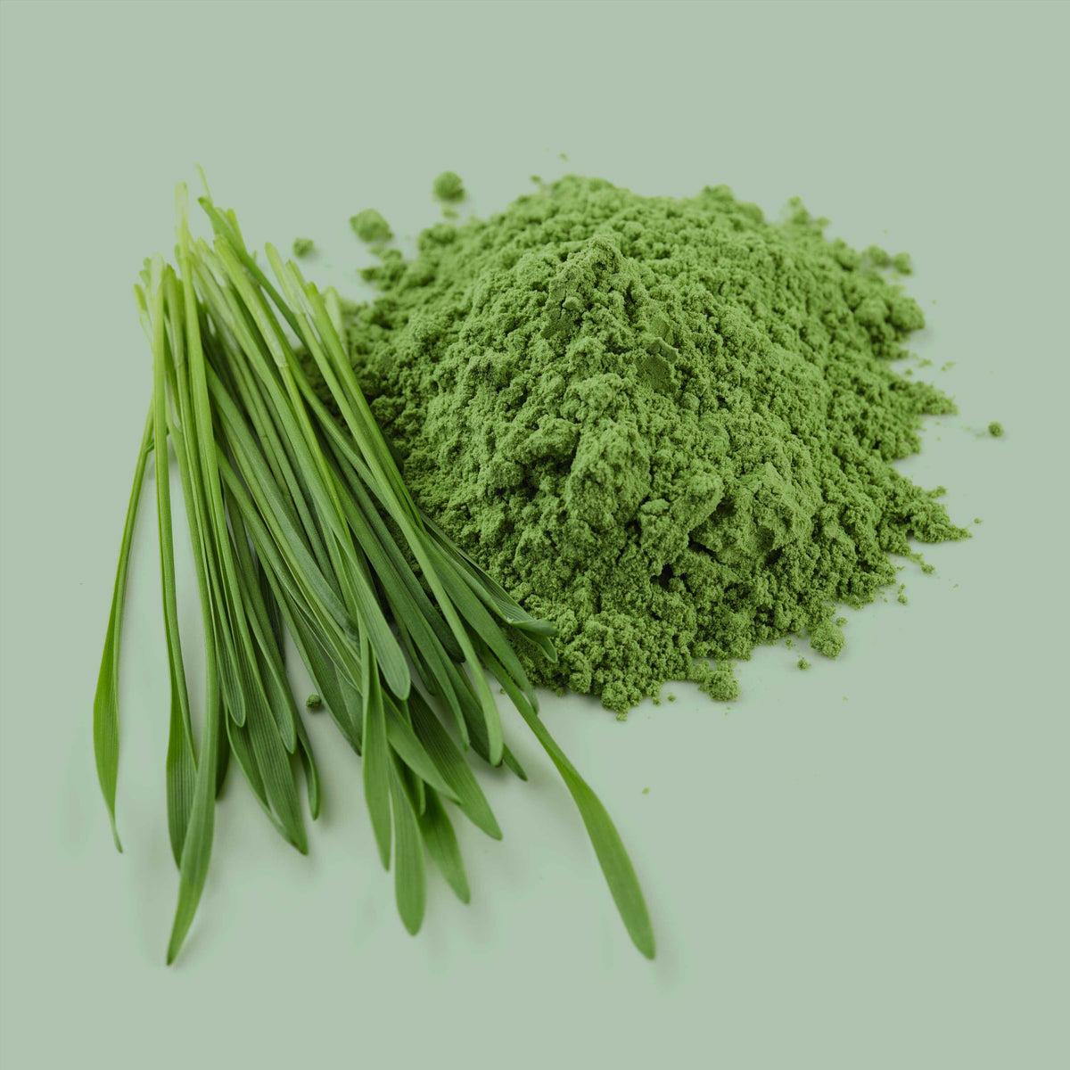 Frisches Gerstengras und feines grünes Pulver – Grundlage des hochwertigen SPINTZ Bio Gerstengraspulvers