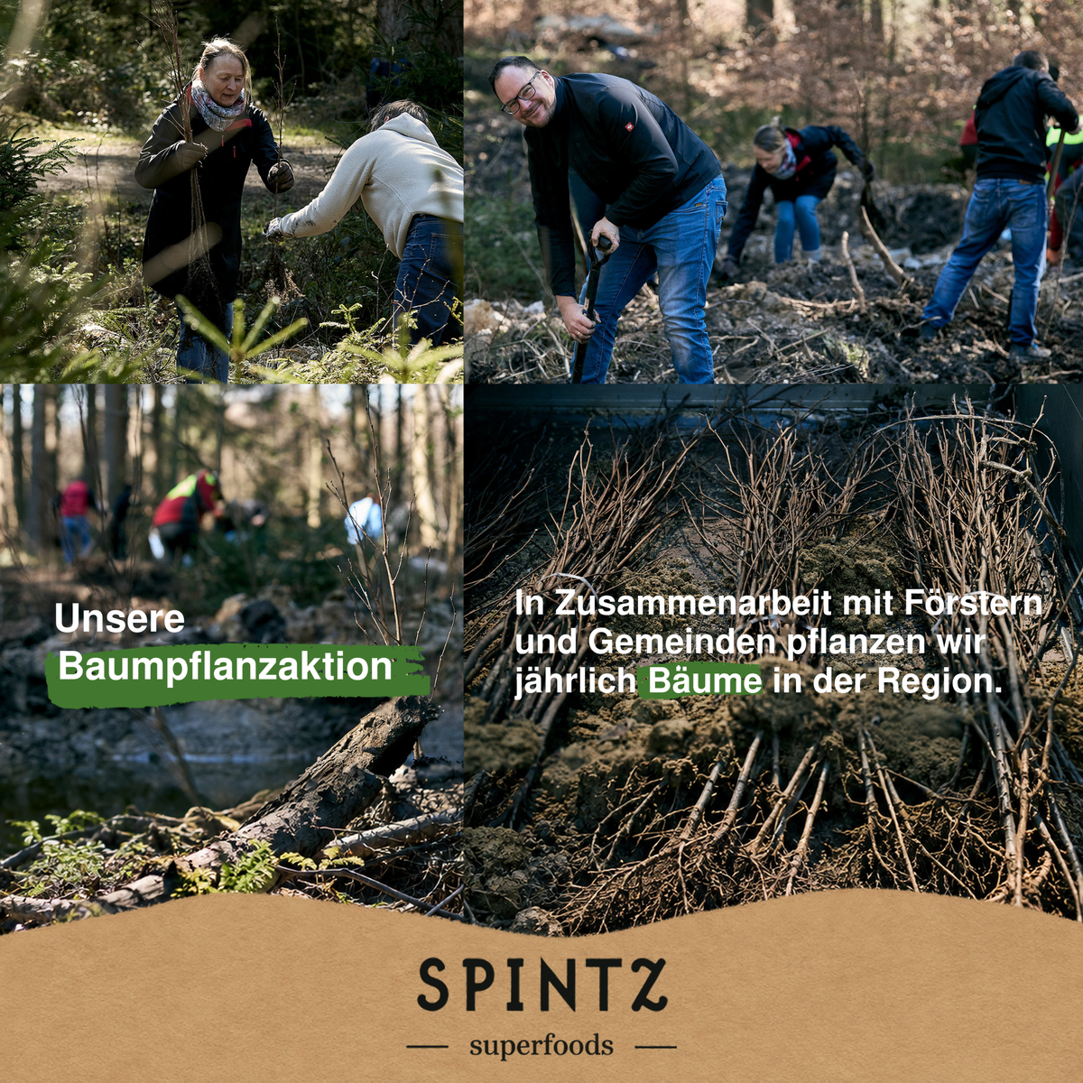 Helfer bei einer Baumpflanzaktion von SPINTZ im Wald.