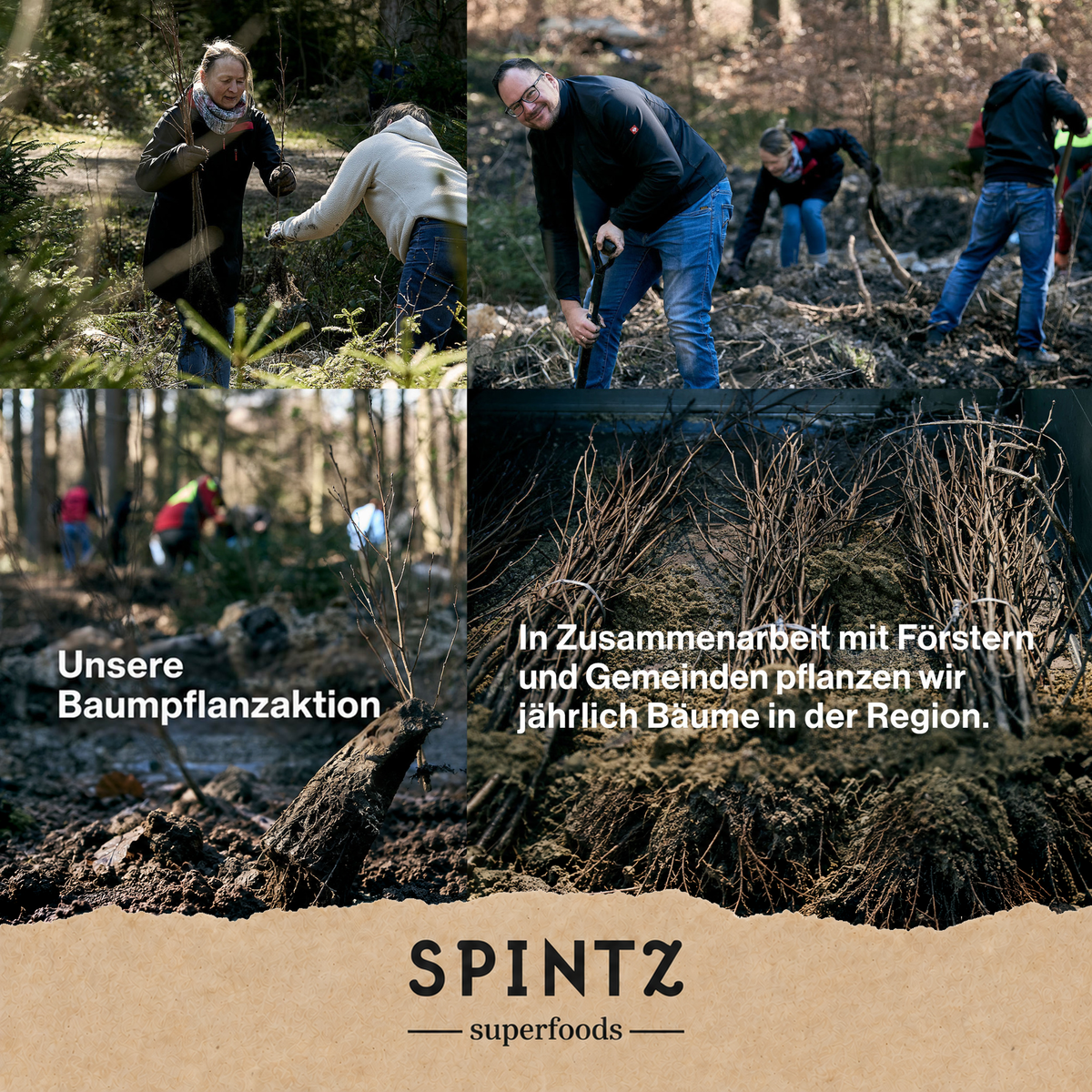 Helfer bei einer Baumpflanzaktion von SPINTZ im Wald.