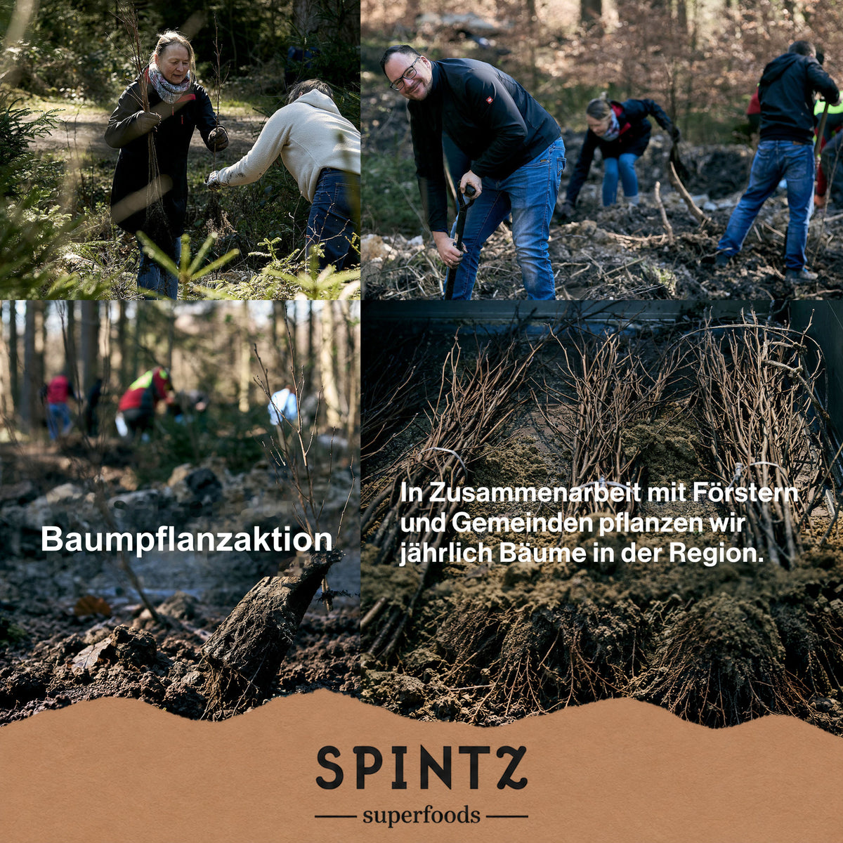 Helfer bei einer Baumpflanzaktion von SPINTZ im Wald.