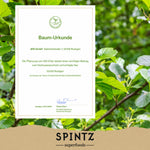 Baum-Urkunde zur Baumpflanzaktion von SPINTZ vor einem grünen Blätterhintergrund.
