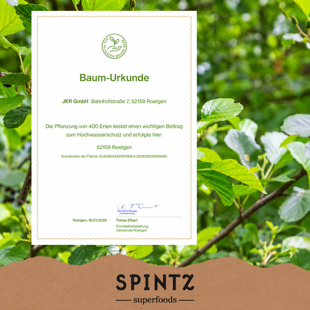 Baum-Urkunde zur Baumpflanzaktion von SPINTZ vor einem grünen Blätterhintergrund.
