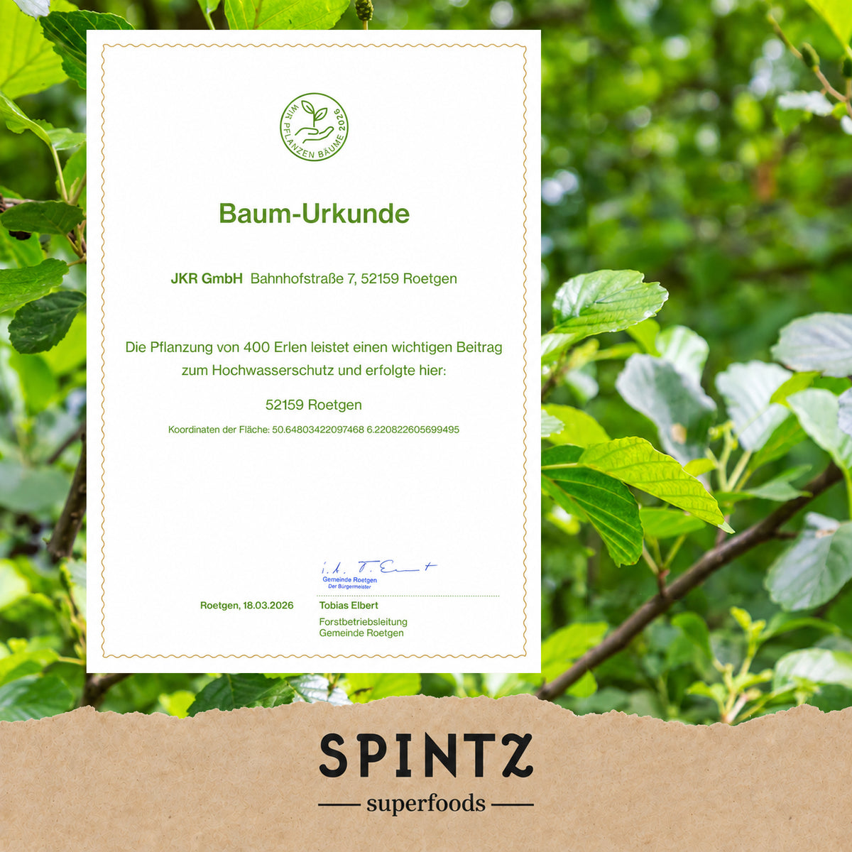 Baum-Urkunde für das Aufforstungsengagement von SPINTZ vor einem grünen Blätterhintergrund