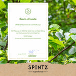 Baum-Urkunde für das Aufforstungsengagement von SPINTZ vor einem grünen Blätterhintergrund