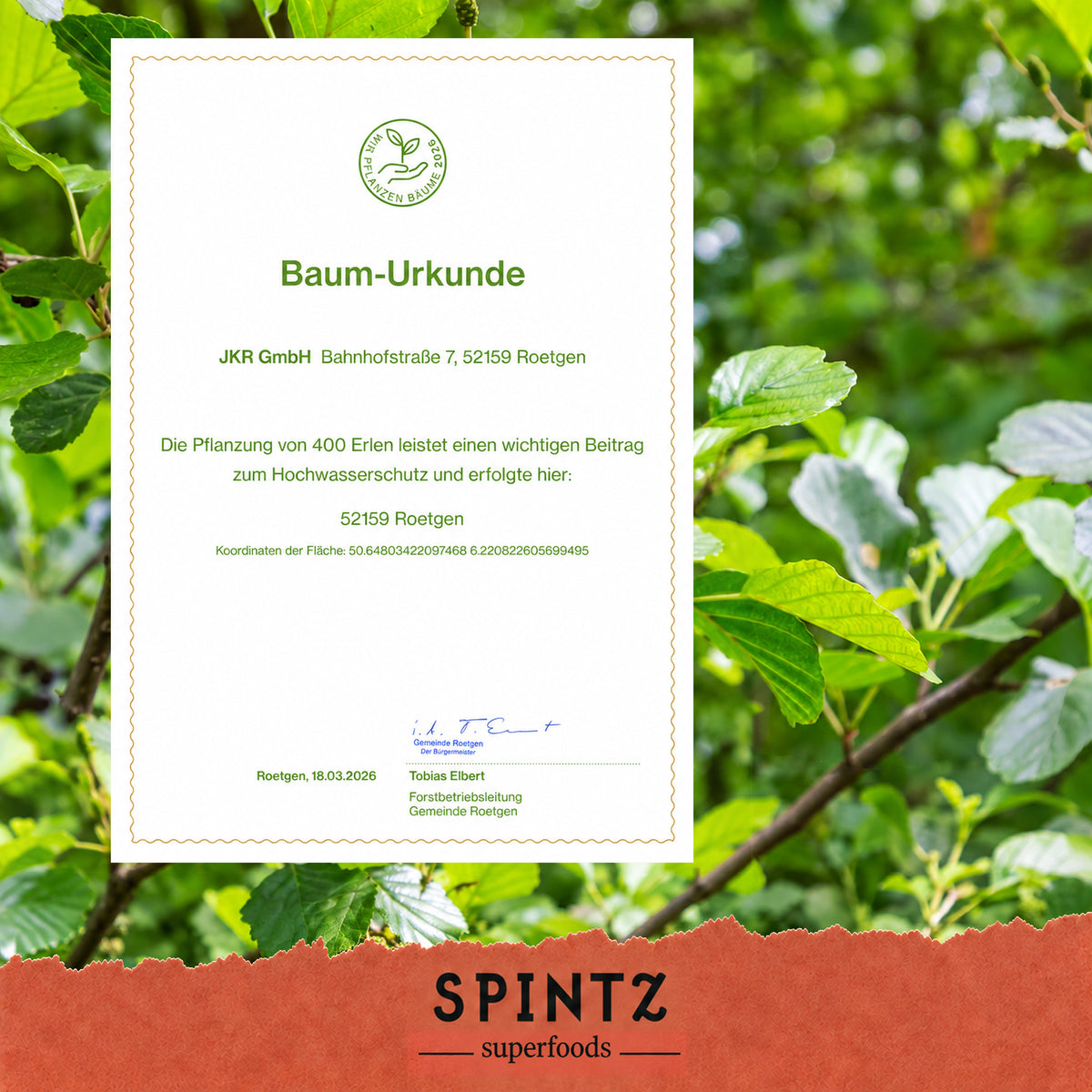 Baum-Urkunde zur Baumpflanzaktion von SPINTZ vor einem grünen Blätterhintergrund.