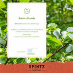 Baum-Urkunde zur Baumpflanzaktion von SPINTZ vor einem grünen Blätterhintergrund.